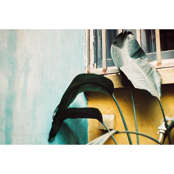 ShenGuang Color Flim / 400 / 36